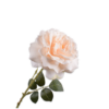 Rose Stem, Creme 76cm / Silkeblomster