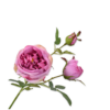 Roser Pink/Grøn 72cm
