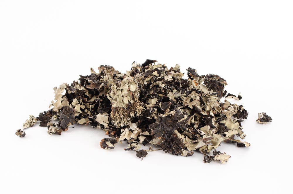 Mos Rensdyrmos