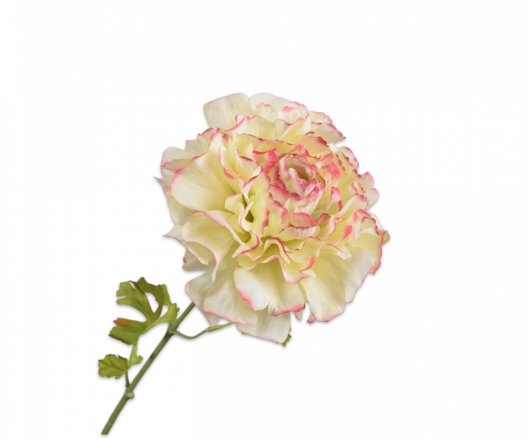 Ranunculus Lyserød/creme / Silkeblomst
