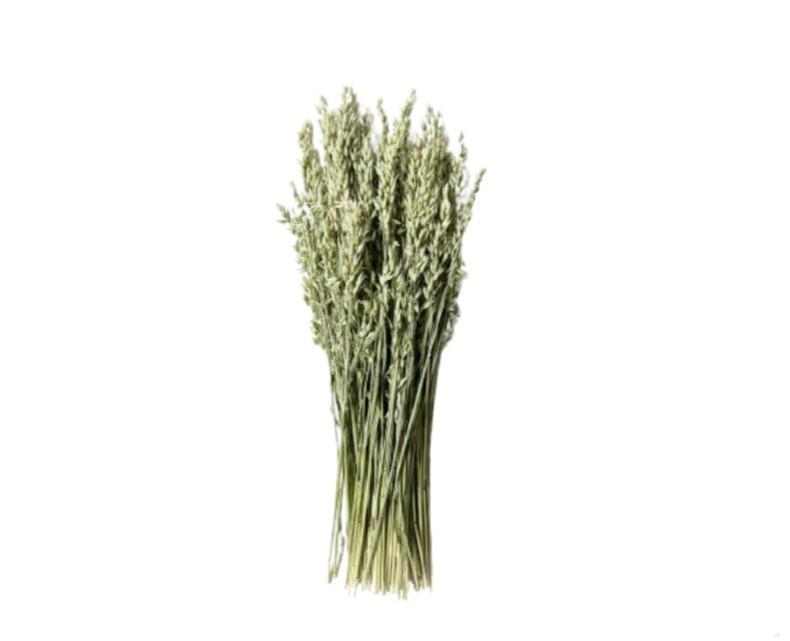 Korn Avena Tørret