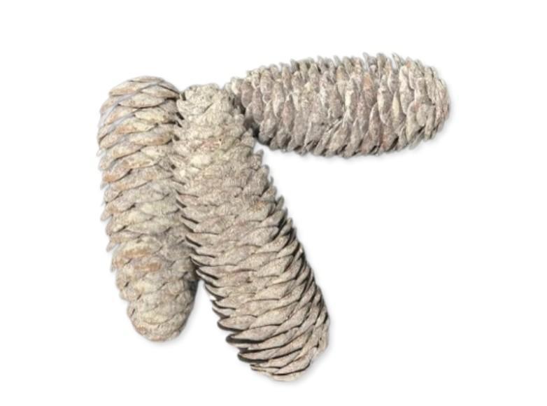 Kogle Rye Cone