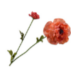 Ranunculus Spray, Orange 63cm / Silkeblomster