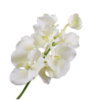 Vanda Spray White/Green 67cm