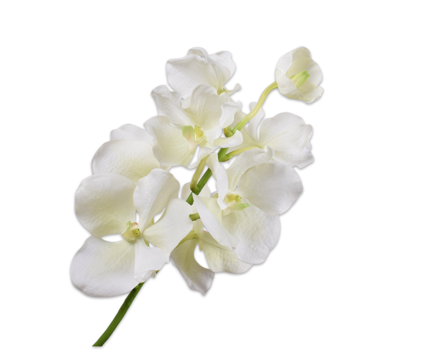 Vanda Spray White/Green 67cm