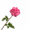 Rose / Silkeblomst