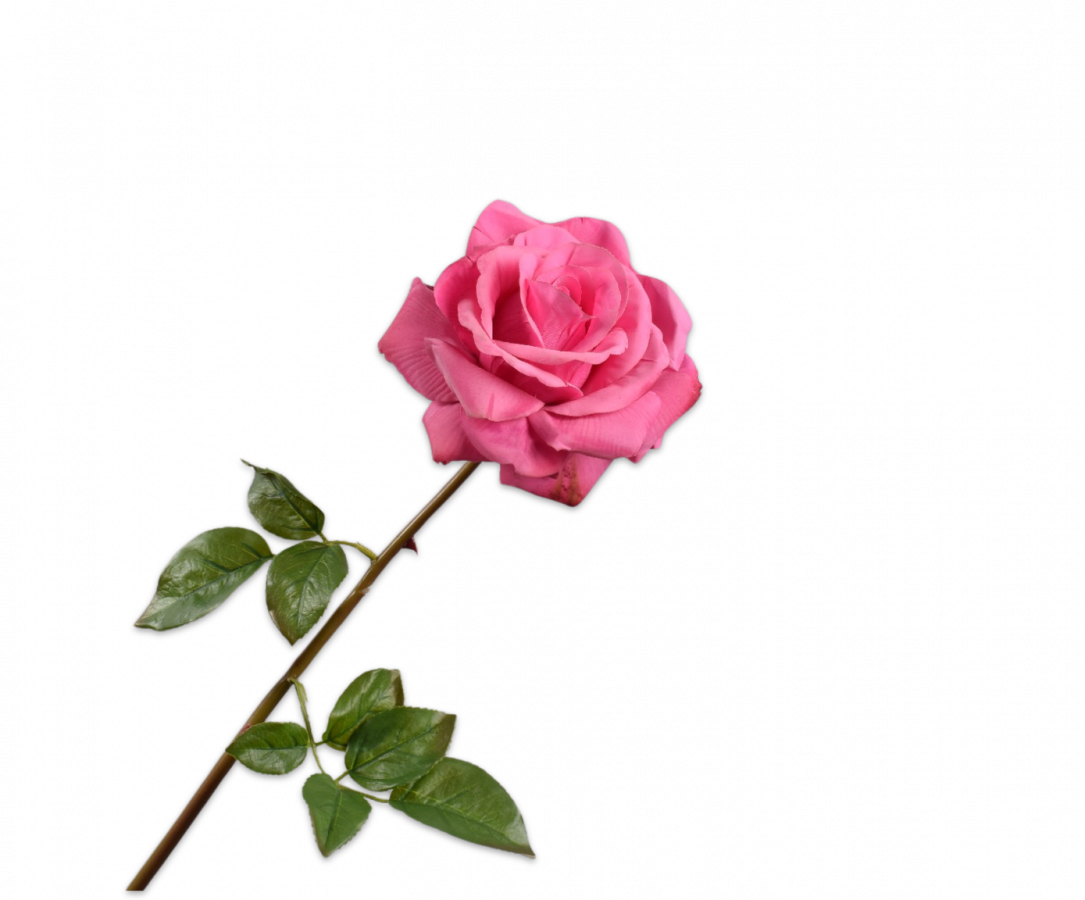 Rose / Silkeblomst