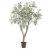 Plante Oliven / Silkeblomst
