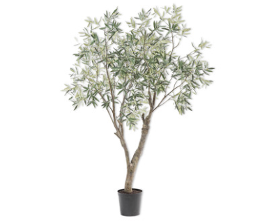 Plante Oliven / Silkeblomst