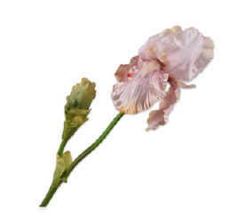 Iris Spray, Lysebrun 76cm / Silkeblomster