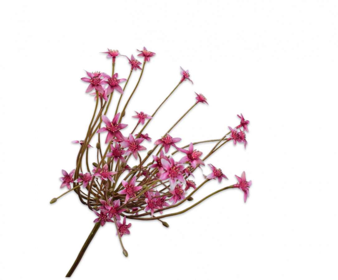 Ornithogalum Lyserød / Silkeblomst