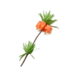 Fritillia / Silkeblomst