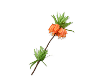 Fritillia / Silkeblomst