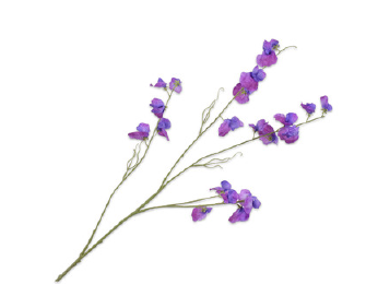 Lathyrus Spray Lavendel / Silkeblomst