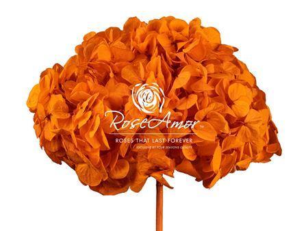 Hortensia Præserveret Xl Ora02 / Ø20-25