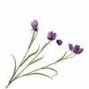Peony spray