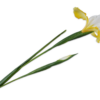 Iris / Silkeblomst