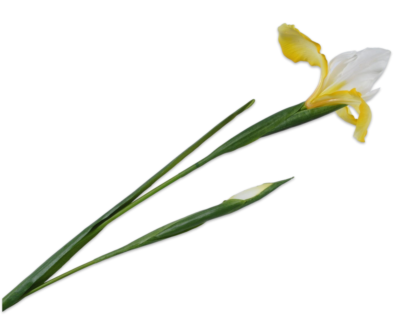 Iris / Silkeblomst