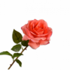 Rose / Silkeblomst