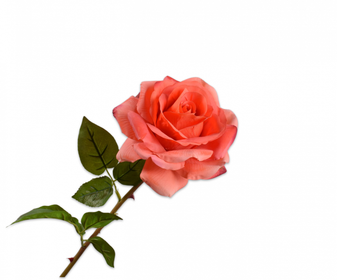 Rose / Silkeblomst