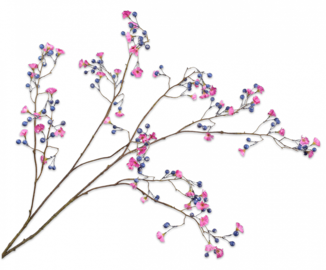 Delphinium Stem / Silkeblomst