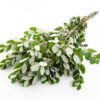 Pittosporum Ralphi
