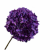 Hortensia
