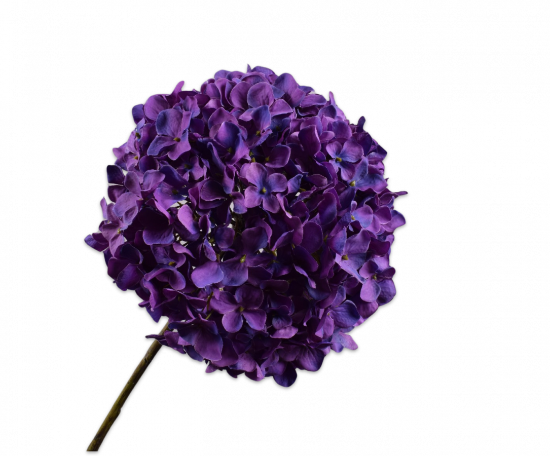 Hortensia