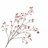 Roseberry / Silkeblomst