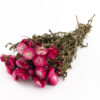 Helichrysum Tørret