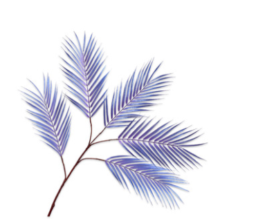 Bregne / Silkeblomst