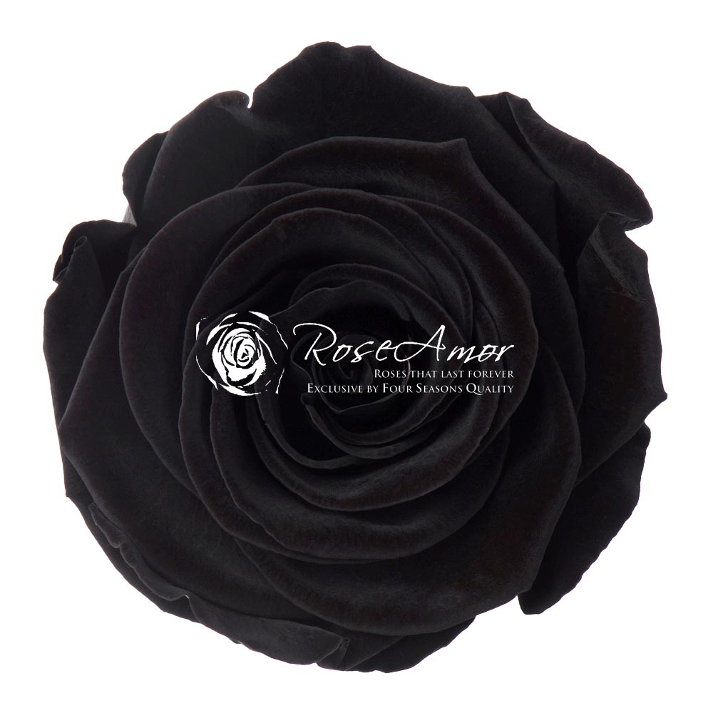 Roser XL Præserveret