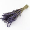 Lavendel Tørret