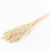 Korn Avena Bleached Tørret