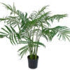 Plante Palme / Silkeblomst