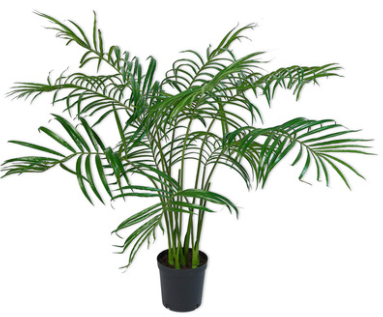 Plante Palme / Silkeblomst