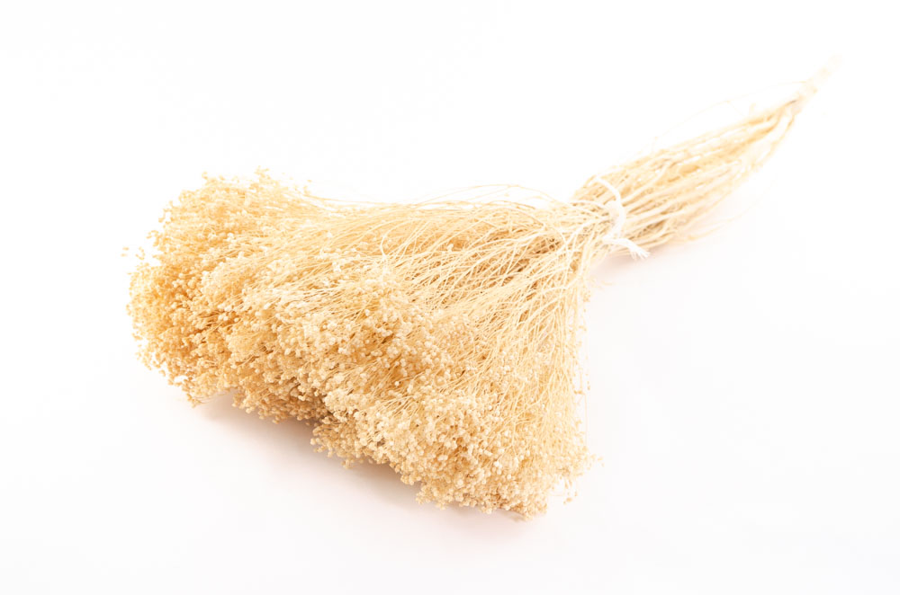 Broom Bloom bleached Tørret