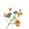 Nasturtium / Silkeblomst