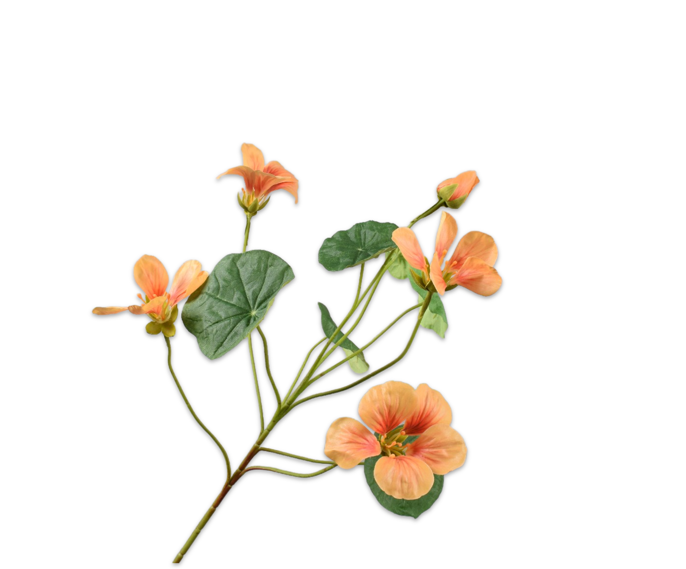 Nasturtium / Silkeblomst