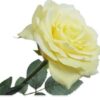 Rose / Silkeblomst