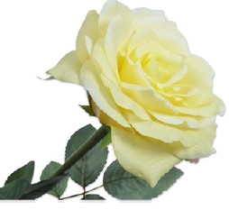 Rose / Silkeblomst