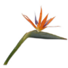Strelitzia /Silkeblomster
