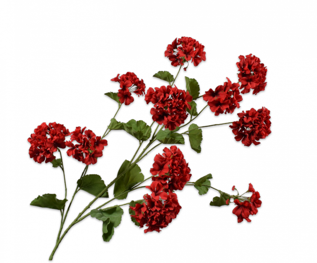 Pelargonium / Silkeblomst