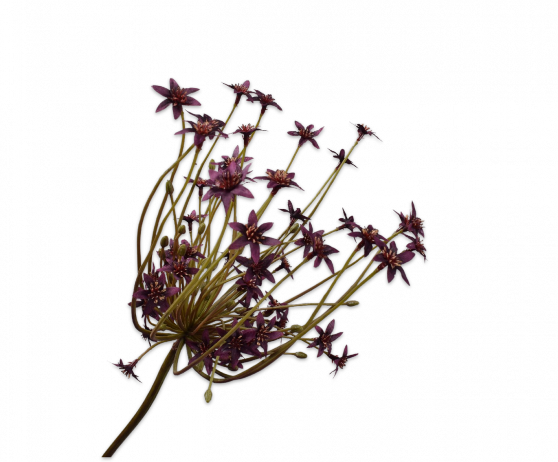 Ornithogalum Bordeaux / Silkeblomst
