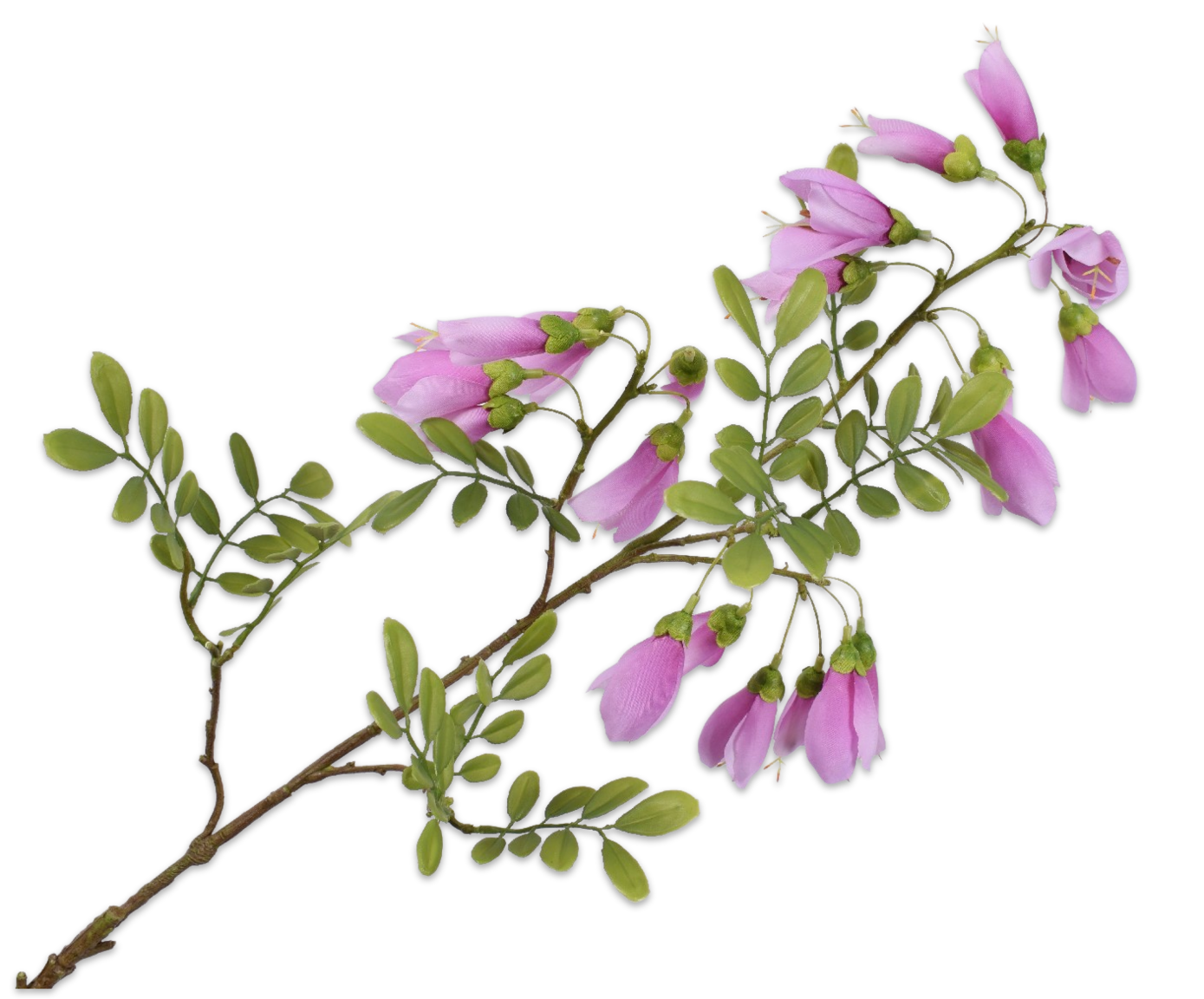 Campanula / Silkeblomst