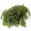 Eucalyptus Parvifolia