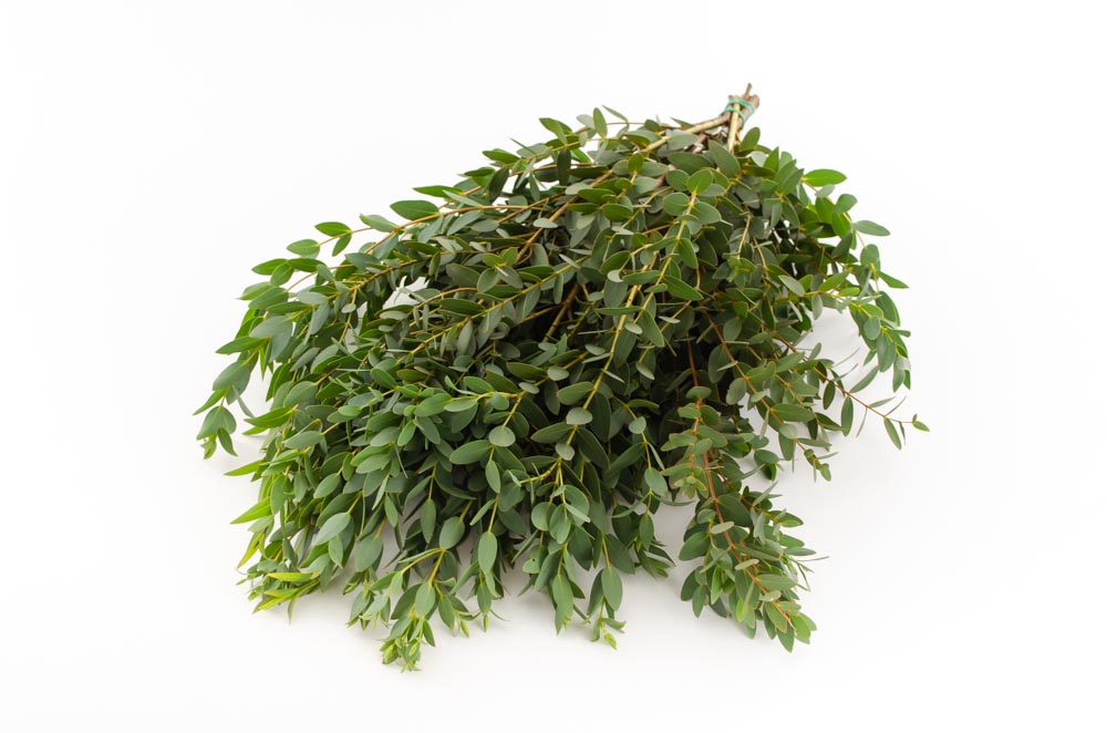 Eucalyptus Parvifolia