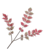 Ilex Rød/Grøn 79cm