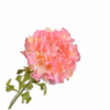 Ranunculus Lyserød / Silkeblomst