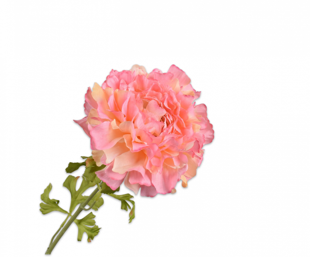 Ranunculus Lyserød / Silkeblomst